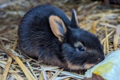 hasenkaninchen-schwarz-loh-helenes-ferienwohnung-lausitzer-seenland-3