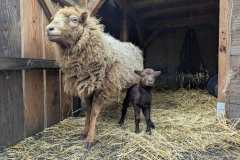 laubusch-ouessant-laemmchen-ferien-urlaub-lausitzer-seenland-tiere-aue-