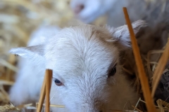 lausitzer-seenland-helenes-ferienwohnung-osterlamm-geierswalder-see-senftenberger-see-seenlandschaft-tiere-ouessant-schaf-geburt