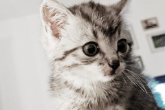 Katze Trudi - Laubusch - Urlaub - Ferienwohnung Lausitzer Seenland - Helenes Ferienwohnung - Senftenberger See - Geierswalder See - Partwitzer See